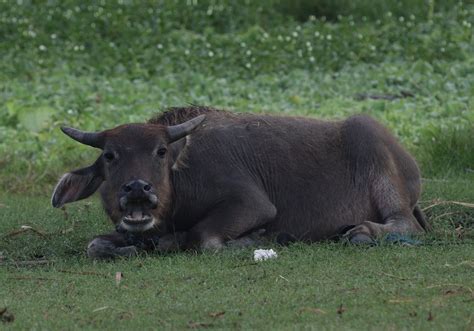 Domestic Water Buffalo (Bubalus bubalis) - Bali Wildlife