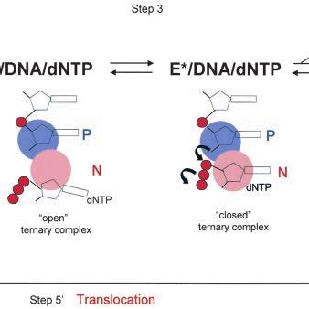 Image result for DNA Polymerization