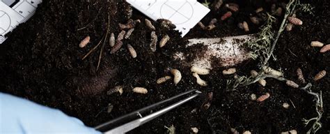 Image result for Forensic Science Insect