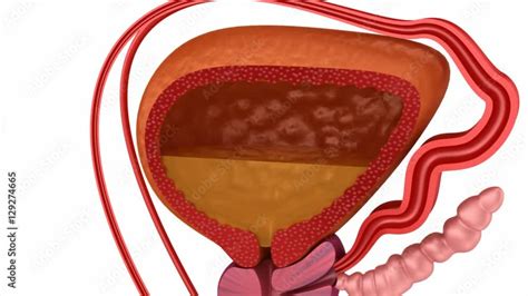 Male Reproductive System Animation 的图像结果