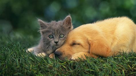 [100+] Cat And Dog Wallpapers | Wallpapers.com