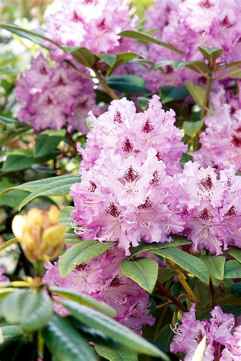15 Flowering Evergreen Shrubs That Will Add Instant Color to Your Garden