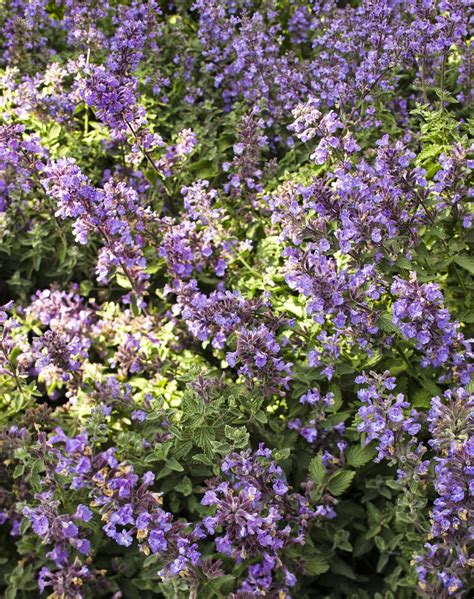 'Cat's Meow' - Catmint - Nepeta faassenii | Proven Winners