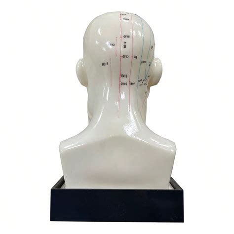 Head Acupuncture Model 20CM Chinese Traditional Medical High Definition ...