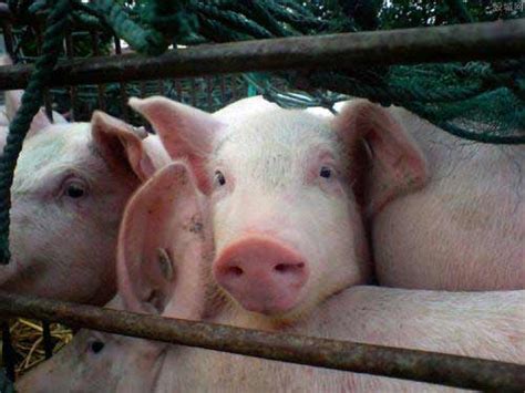 猪价格网-生猪价格今日猪价表-全国猪价-第5页 - 畜小牧养殖网