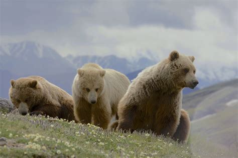 Denali National Park, Gregory, grizzly, photo, grizzlies, Smith ...