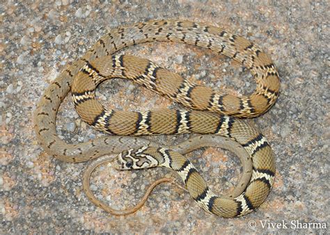 Indian Snakes - Indian Snakebite Initiative