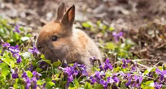 Image result for Bunnies Eating