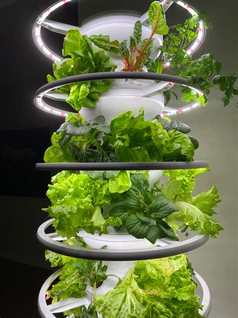 Lettuce Grow Farmstand Tower at Odis Langley blog