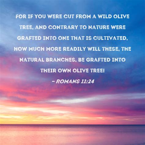Olive Tree Bible Verse