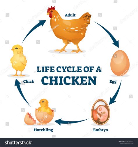 511 Chicken Egg Diagram Images, Stock Photos & Vectors | Shutterstock