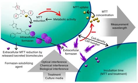 Image result for MTT Assay Using OriginPro