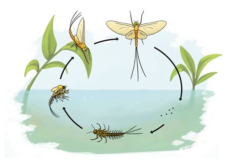 Mayfly Larvae | Mayfly, Life cycles, Life insurance policy