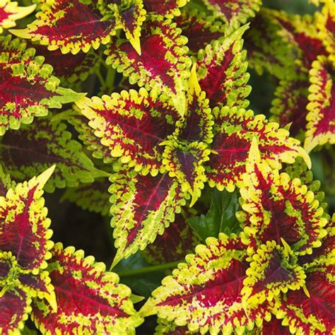Coleus Live plant – GreenParadiseLive