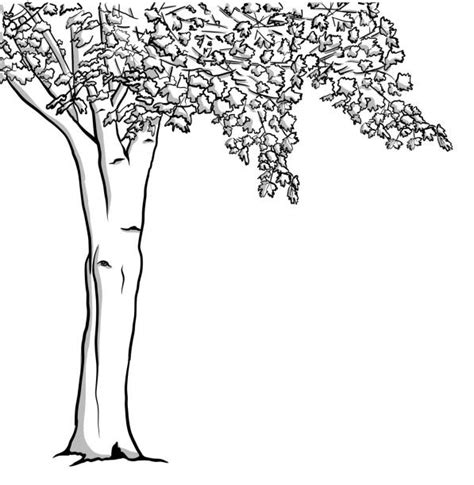 Image result for Maple Tree Drawing Reference