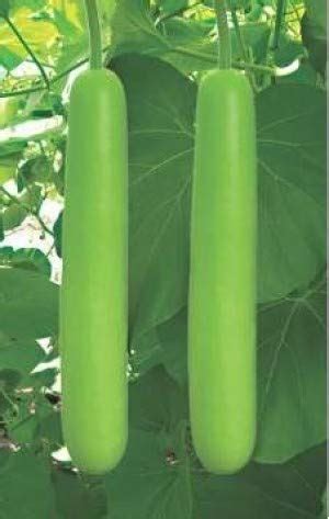 Creative Farmer Vegetable Seeds Opo Squash Seeds - Bottlegourd Seeds ...