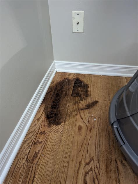 Remove Cat Urine From Wood Floor