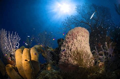 Phylum Porifera and Phylum Coelenterata - Biology for Grade 11 PDF Download