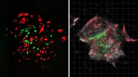 Cell：张锋团队又创新！“DNA显微镜”将你看透-观察-生物探索