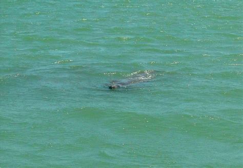 INDIAN RIVER LAGOON AND SWAMPLAND BOAT TOURS (2026) All You Need to ...