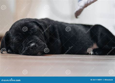 Black Cane Corso Puppy Sleeping on the Floor Stock Image - Image of ...