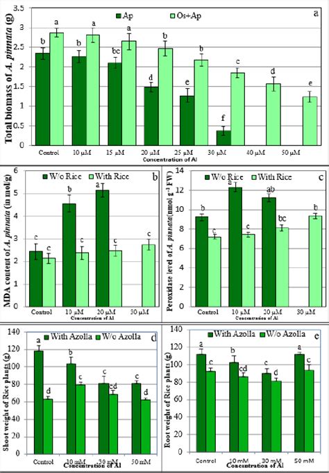 Azolla pinnata redefines its importance in rice fields as it alleviates ...