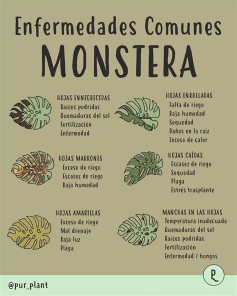 ¿Qué le pasa a mi Monstera? Enfermedades comunes | Plantas indoor ...