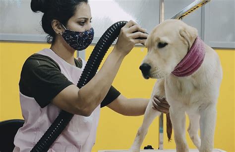 7 Best Dog Grooming Parlours In Bangalore | LBB, Bangalore