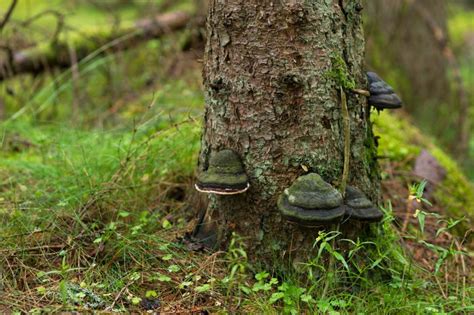 Image result for Tree Rot Infection