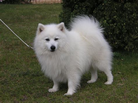 Japanese Spitz Qualities at Sean Swick blog