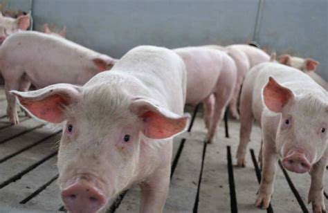 Small-Scale Hog Farming 的图像结果