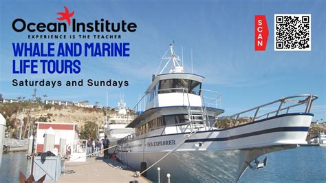 Whale and Marine Life Tours: Charting Marine Wonders Onboard the R/V ...