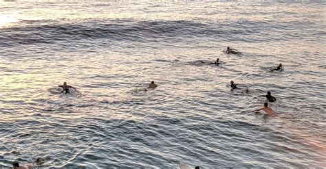 Swimming in the Ocean 的图像结果