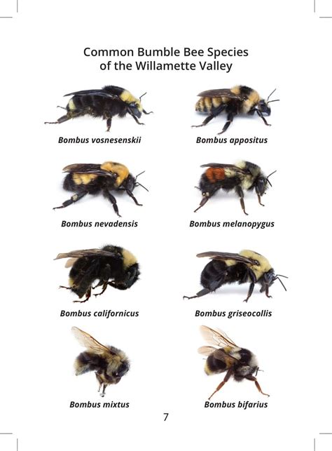 Image result for Bee Identification Chart