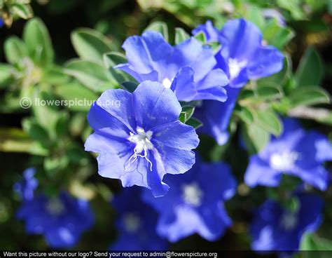 Evolvulus glomeratus | Hawaiian Blue Eyes | Blue Daze