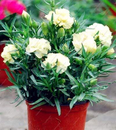 Carnations Seeds Flowers Seeds Dianthus Caryophyllus Flowers Seeds For ...