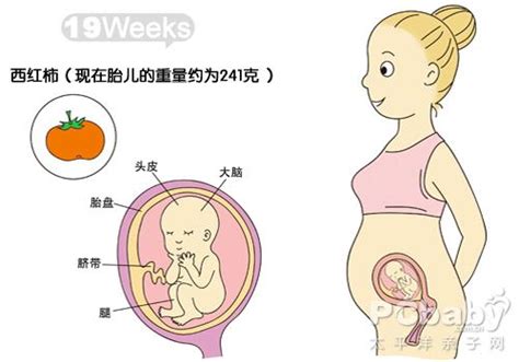 怀孕11-20周图解_科普图库_亲子图库_太平洋亲子网
