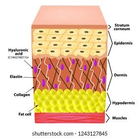 Cell Epidermis Layers Epidermis Structure Human Stock Illustration ...