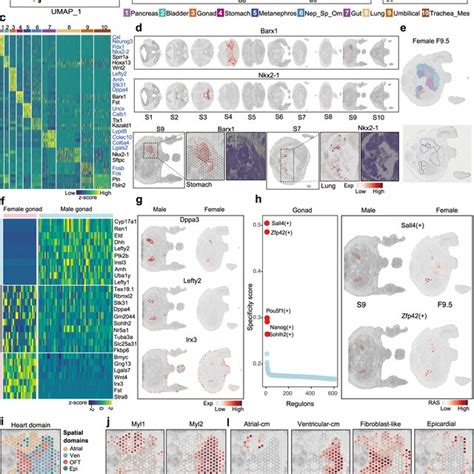 Spatial Transcriptome Mouse Embryo Development 的图像结果