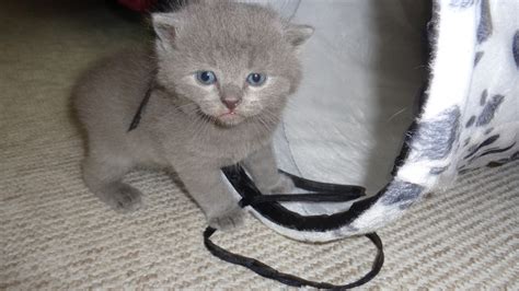 BKH Kitten in Kaiserslautern | Tiere | Kleinanzeigen