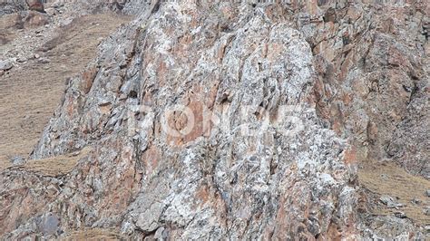 Camouflage Snow Leopard