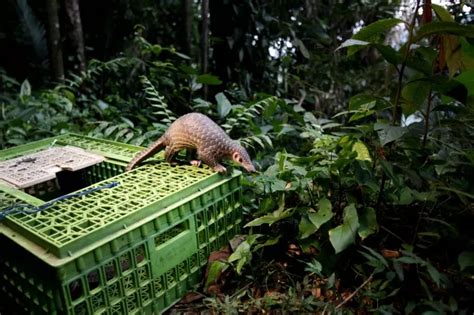 The World Bans Illegal Trade Of The Indian Pangolin, The World's Most ...