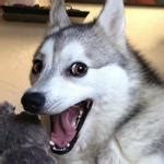 Happy Doggo Meme Generator - Imgflip