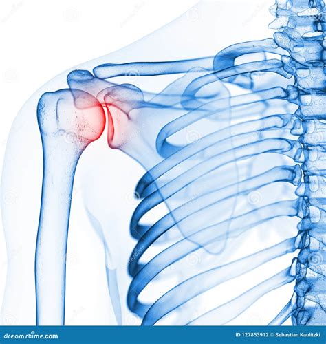 Image result for Shoulder Anatomy Animated Tutorial