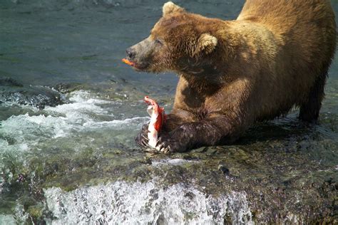 Grizzly Bear Diet