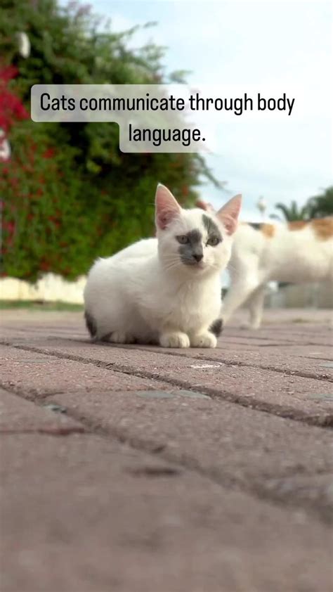 32 Decode Your Cat's Behavior ideas | cat behavior, cats, behavior