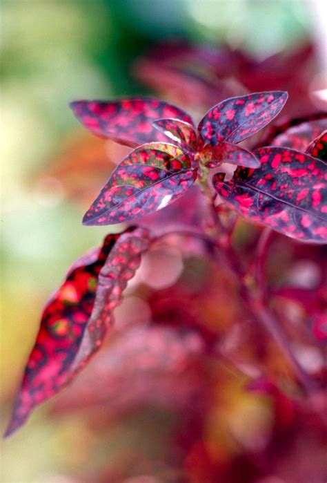 12 of the Best Shade-Loving Annuals That Will Look Gorgeous All Summer
