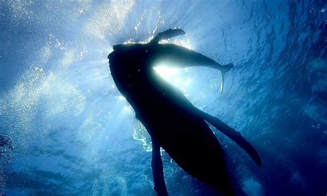 NAUTILUS DIVE ADVENTURES Guide (2026) All You Need to Know BEFORE You ...