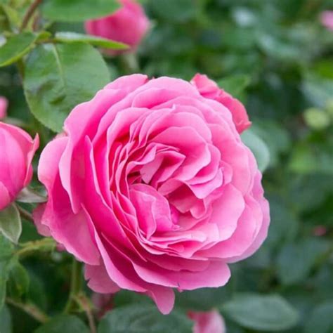 Flowering Plant Birth Star: Uthradam (Plant: Rose / Rosa meldomonac ...