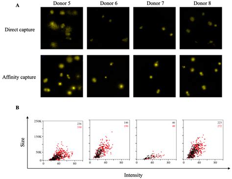 Affinity Tag Coating Enables Reliable Detection of Antigen-Specific B ...